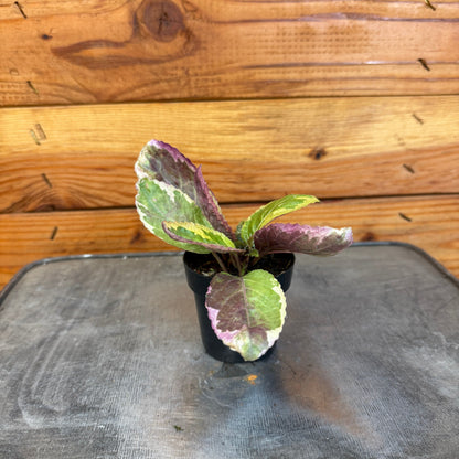Hemigraphis Variegated Waffle, 2" Plant - Tampa Home & Garden Store