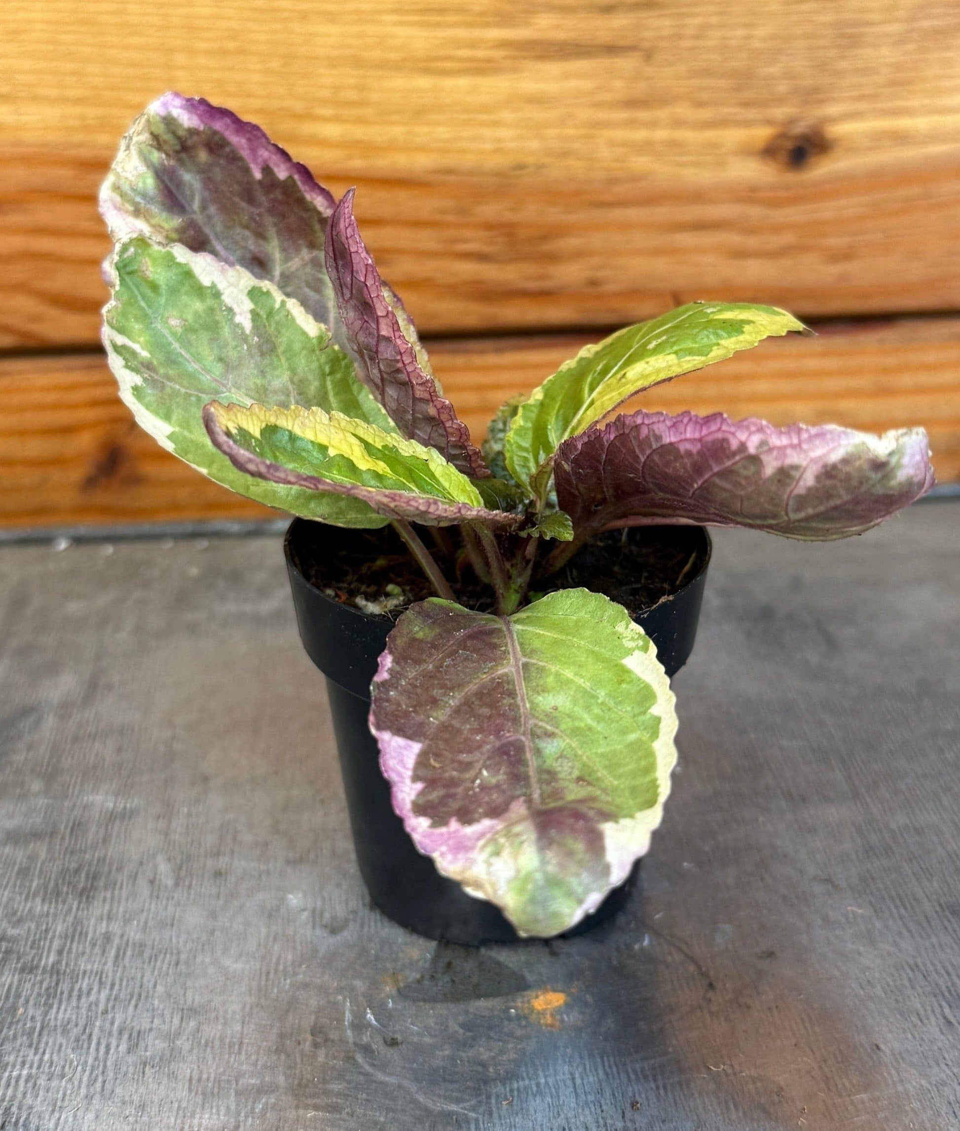 Hemigraphis Variegated Waffle, 2" Plant - Tampa Home & Garden Store