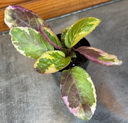Hemigraphis Variegated Waffle, 2" Plant - Tampa Home & Garden Store