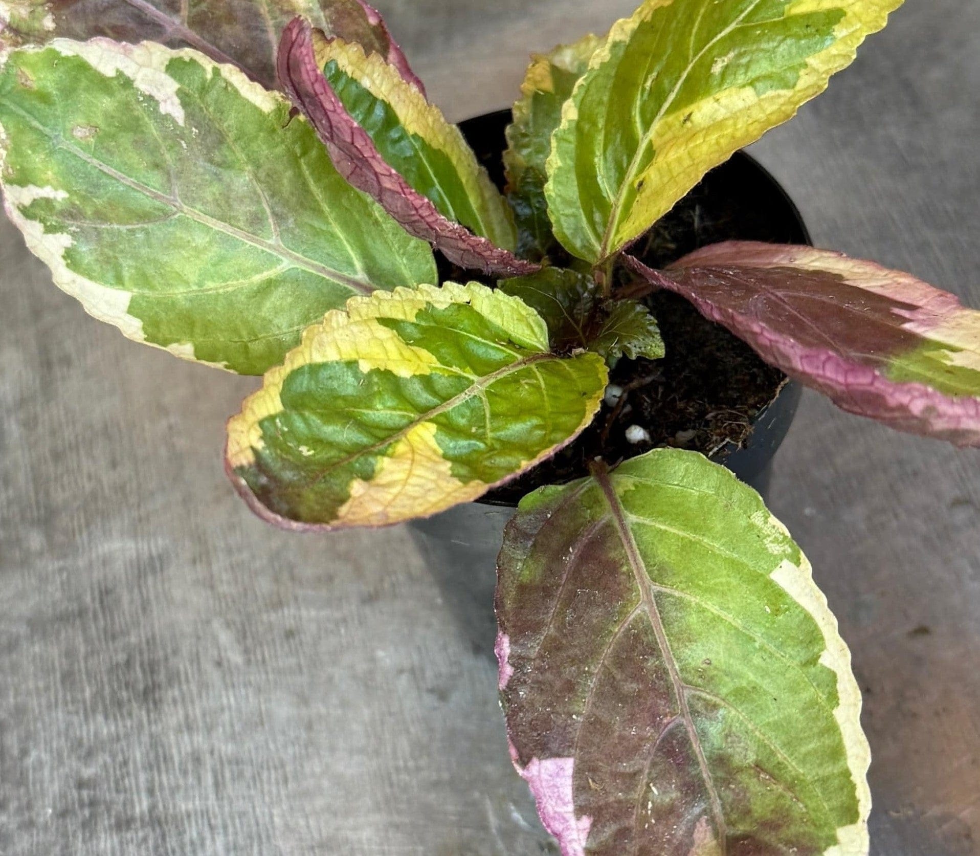 Hemigraphis Variegated Waffle, 2" Plant - Tampa Home & Garden Store