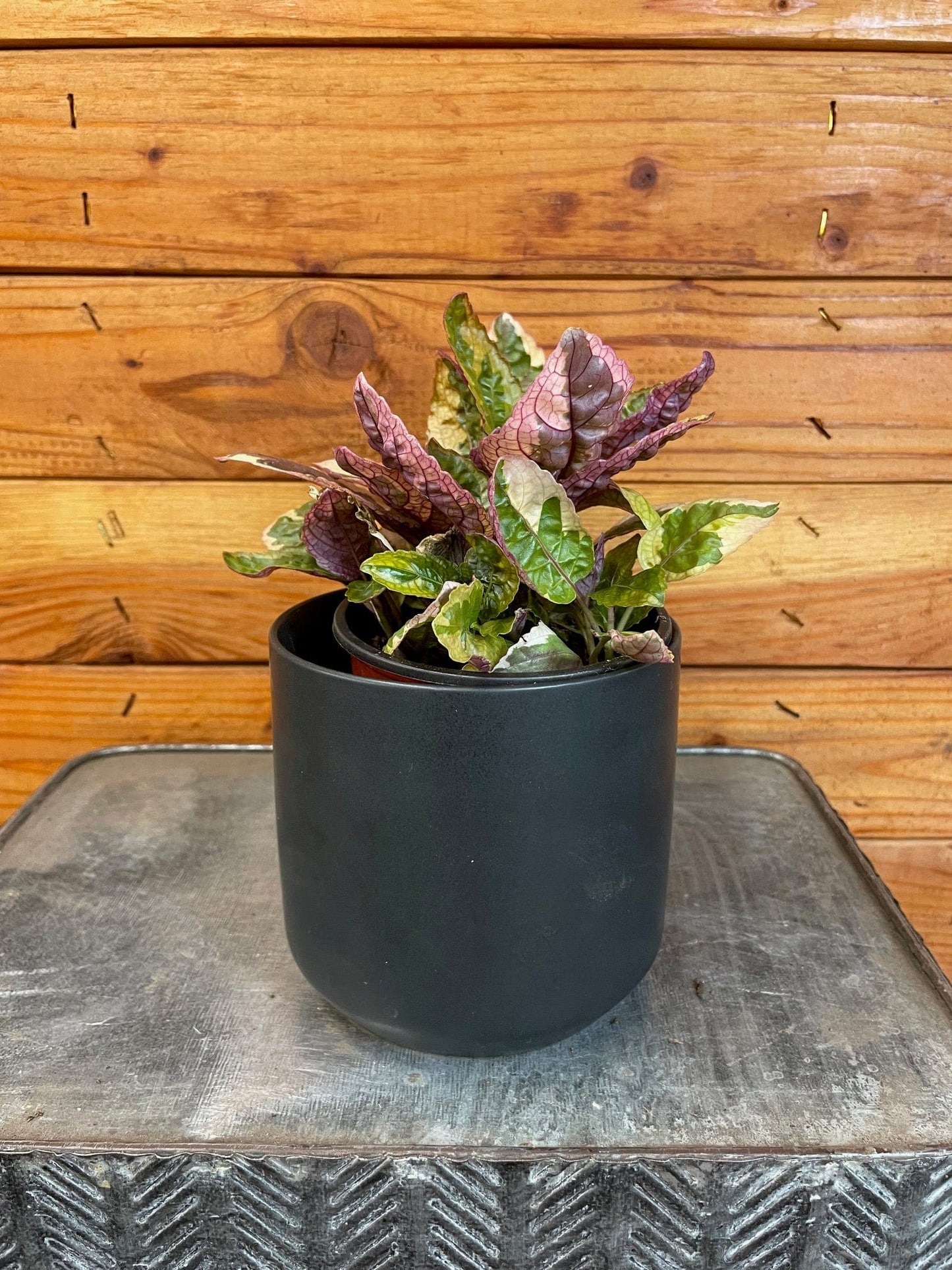 Hemigraphis Variegated Waffle, 4" Plant - Tampa Home & Garden Store