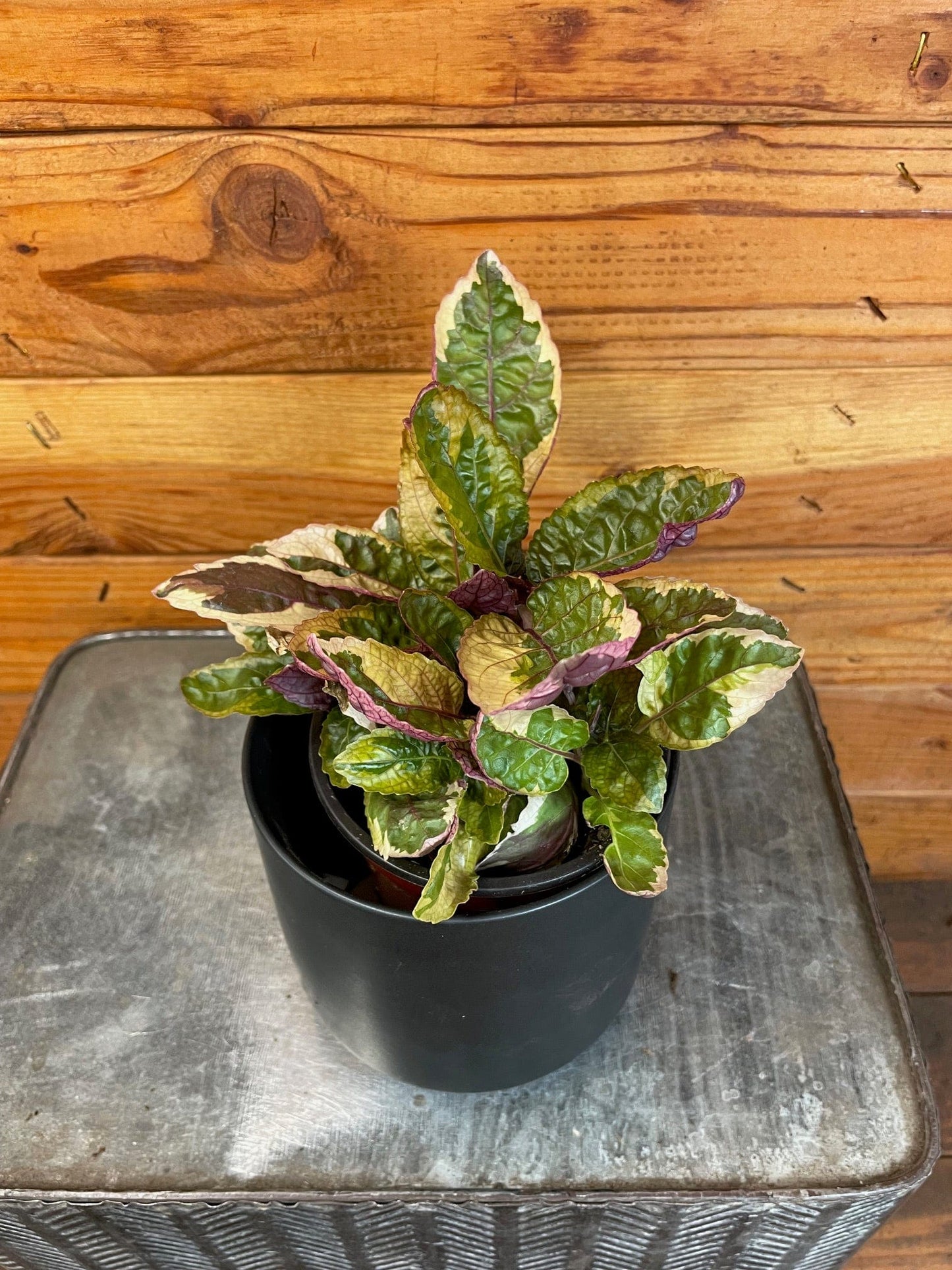 Hemigraphis Variegated Waffle, 4" Plant - Tampa Home & Garden Store