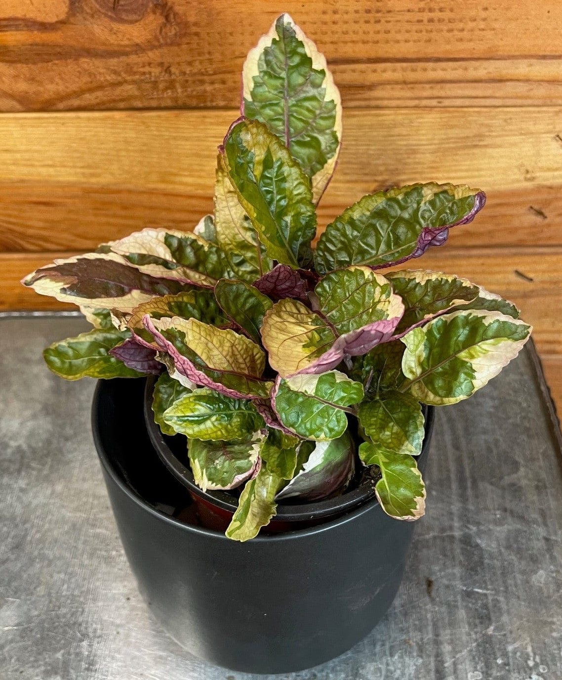 Hemigraphis Variegated Waffle, 4" Plant - Tampa Home & Garden Store