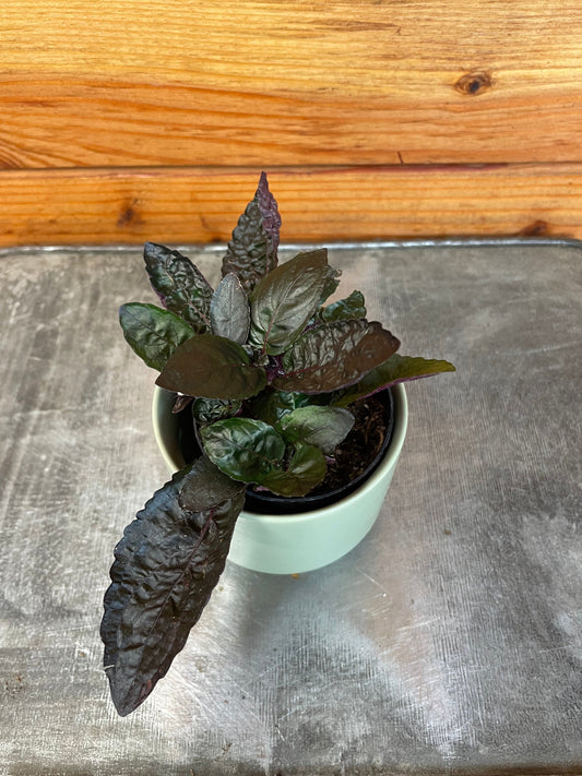 Hemigraphis alternata Purple Waffle, 2" Plant - Tampa Home & Garden Store