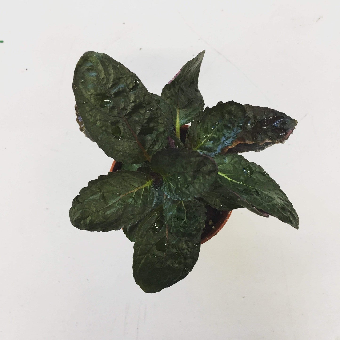 Hemigraphis alternata Purple Waffle, 2" Plant - Tampa Home & Garden Store