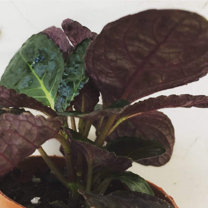 Hemigraphis alternata Purple Waffle, 2" Plant - Tampa Home & Garden Store