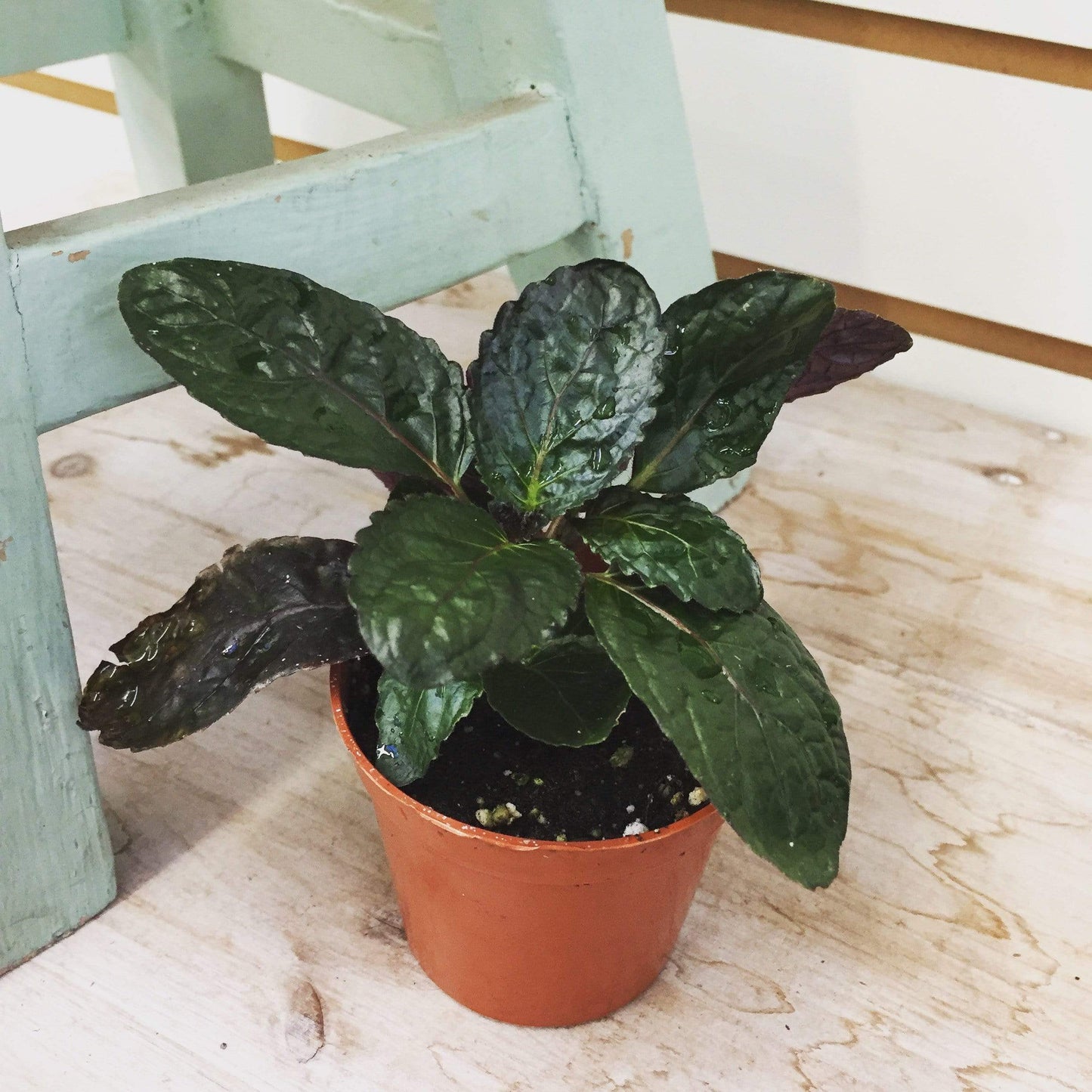 Hemigraphis alternata Purple Waffle, 2" Plant - Tampa Home & Garden Store