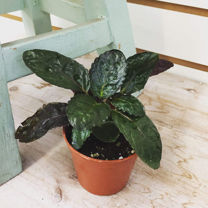 Hemigraphis alternata Purple Waffle, 2" Plant - Tampa Home & Garden Store