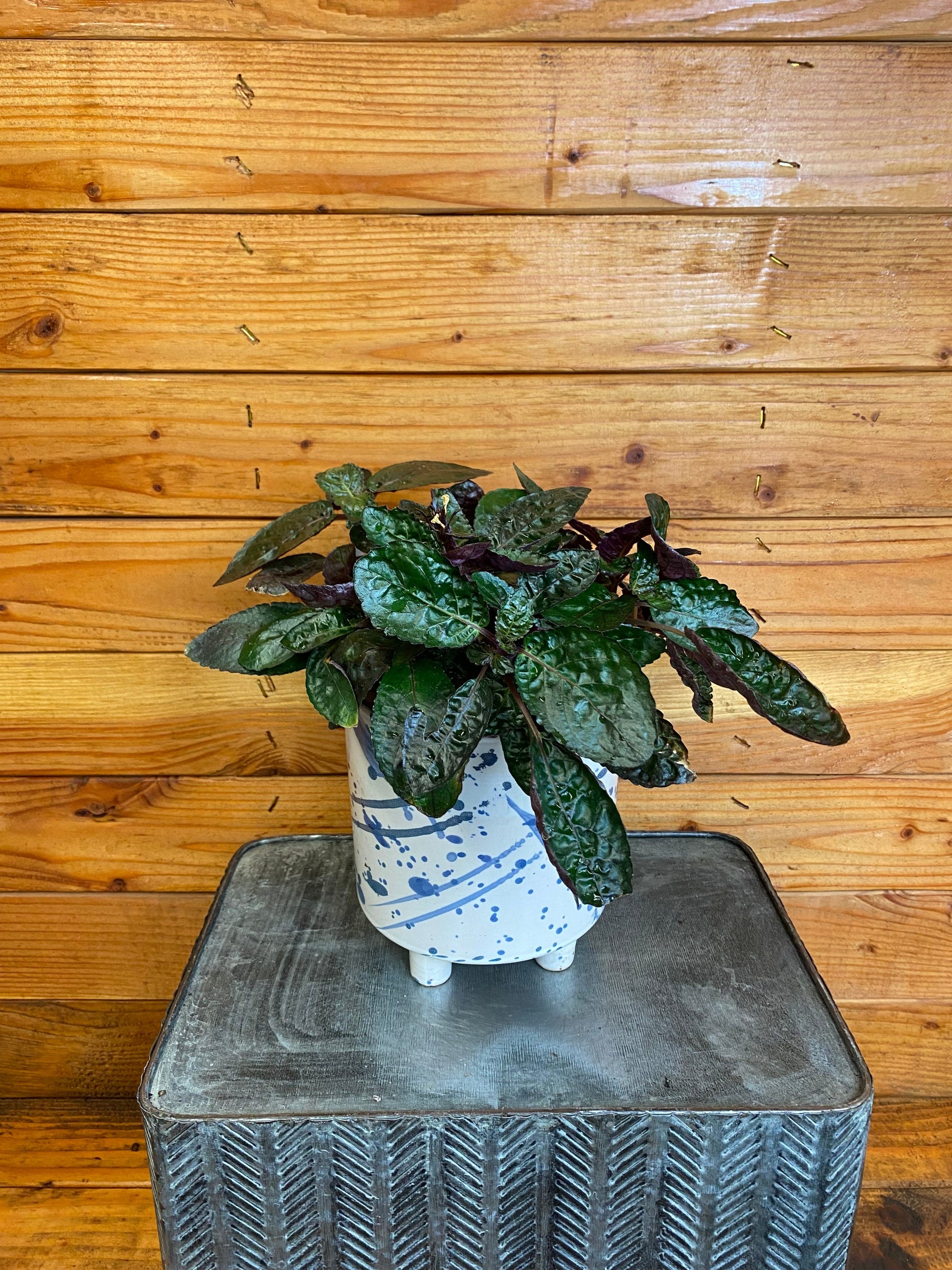 Hemigraphis alternata Purple Waffle, 6" Plant - Tampa Home & Garden Store