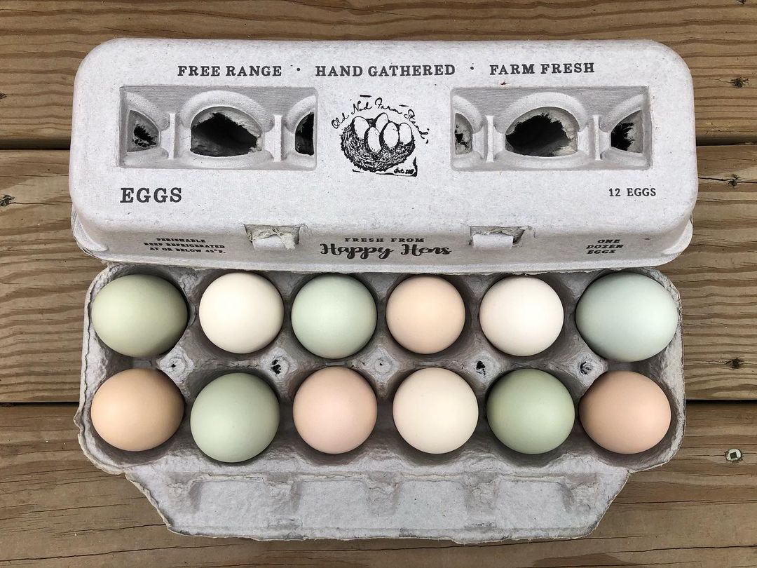 Henlay Blank Stamping Egg Cartons - 25, 90, or 250 - Tampa Home & Garden Store
