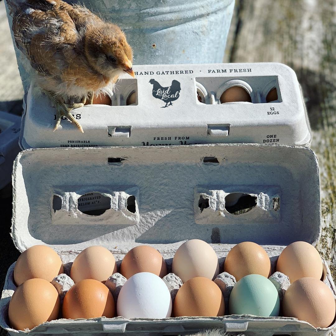 Henlay Laid Local Egg Cartons- Adorable Printed Vintage Design- 25, 90, or 250 - Tampa Home & Garden Store