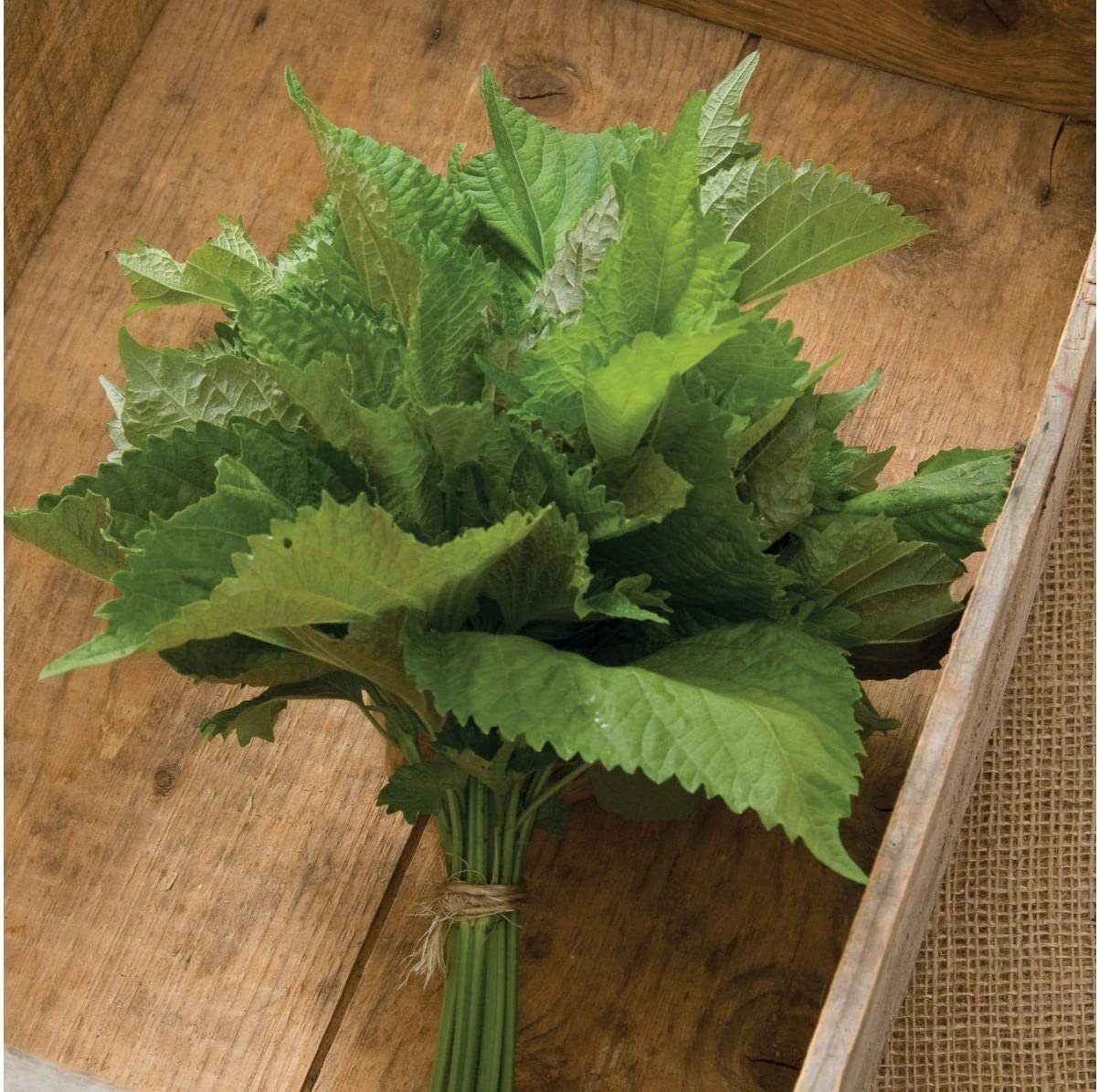 Herb Shiso Green - 200 Seeds -  Non-Gmo Heirloom - Tampa Home & Garden Store