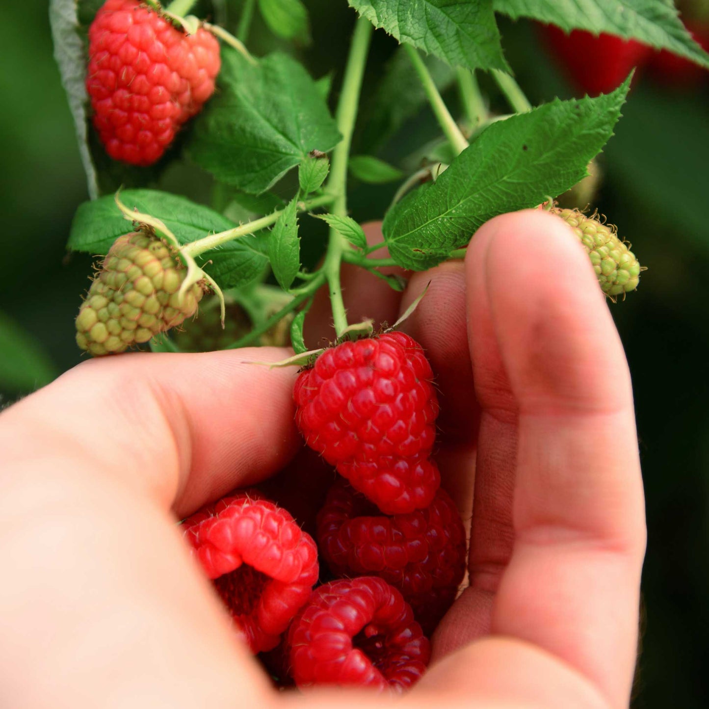 Heritage Raspberry plant Live Good Logistics indoor & outdoor plant with ripe red berries on Tampa Home & Garden Store