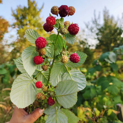 Heritage Raspberry plant with red berries on green leaves Live Good Logistics plant on Tampa Home & Garden Store