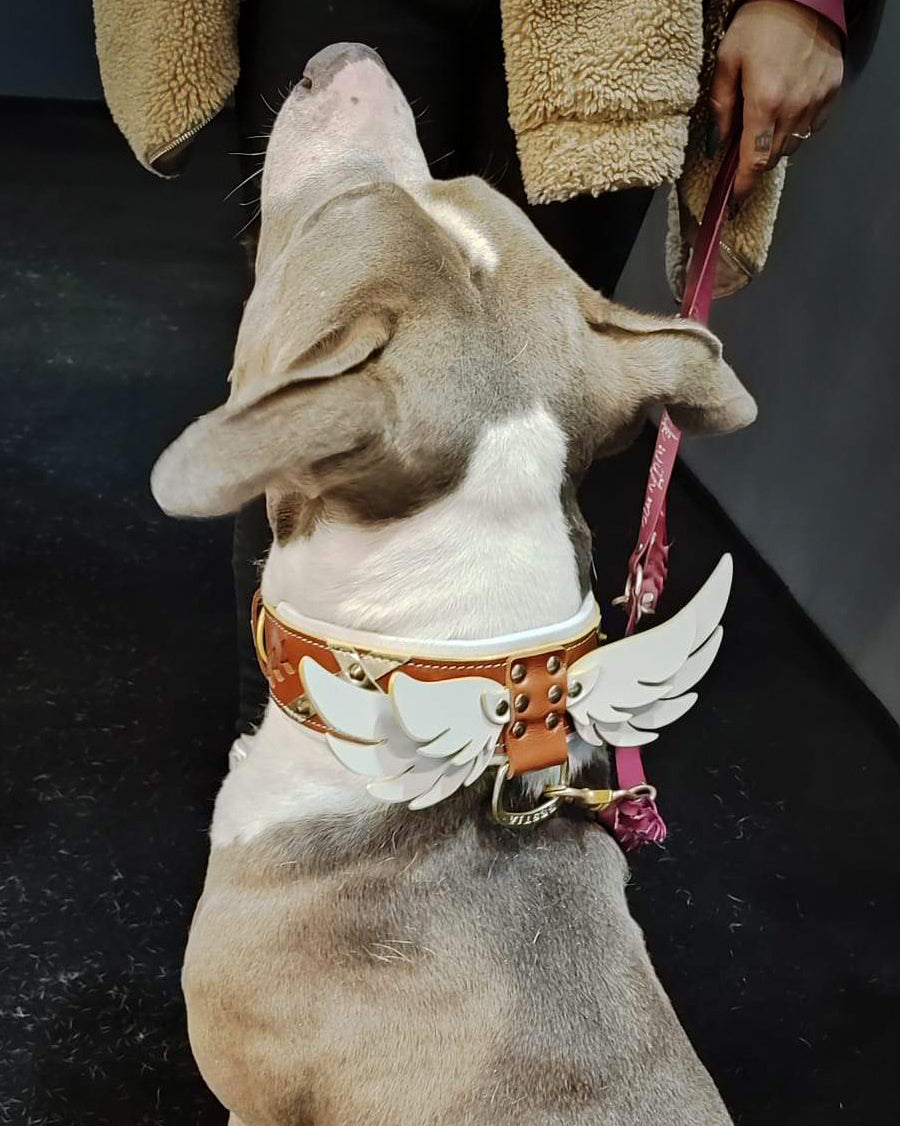 Hermes Collar - Tampa Home & Garden Store