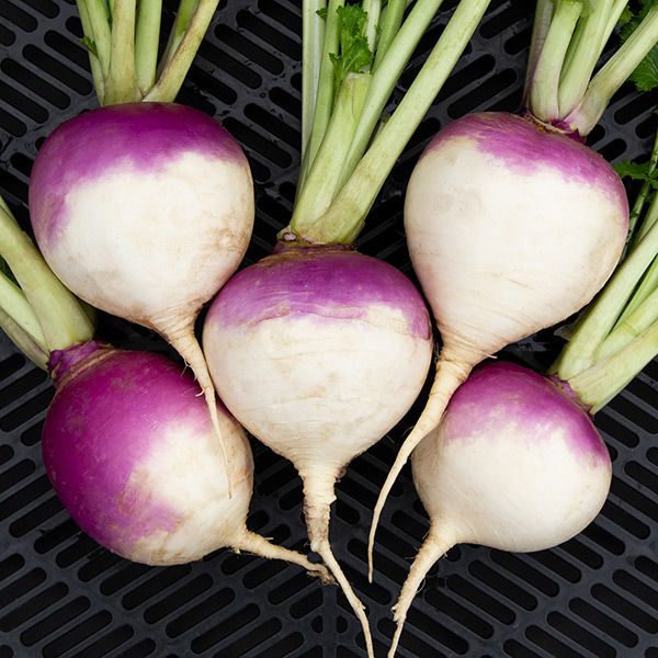 Purple Top White Turnip seeds, five roots with purple tops and white bulbs Seedtime Store on Tampa Home & Garden Store