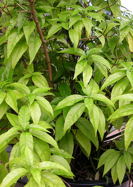 Hoan Ngoc, Xuan-Hoa (Pseuderanthemum palatiferum) - Tampa Home & Garden Store
