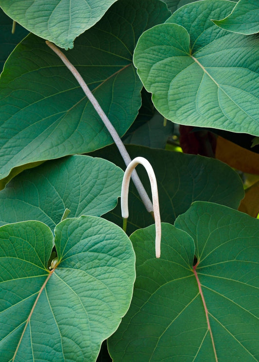 Hoja Santa (Piper auritum) - Tampa Home & Garden Store