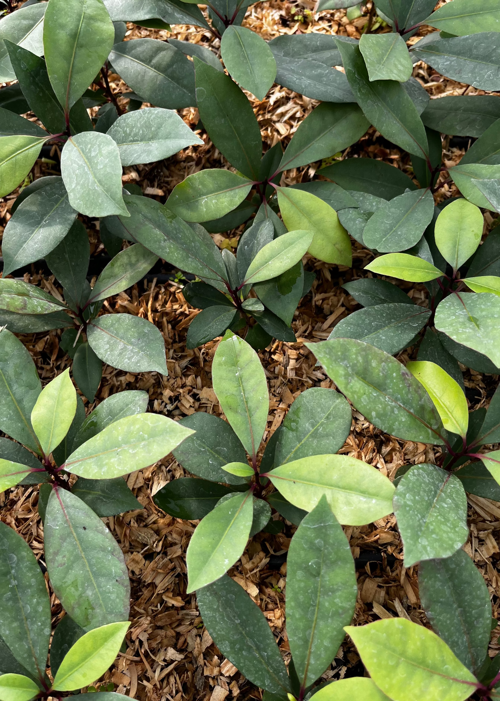 Hojas de Salat (Neea psychotrioides) - Tampa Home & Garden Store