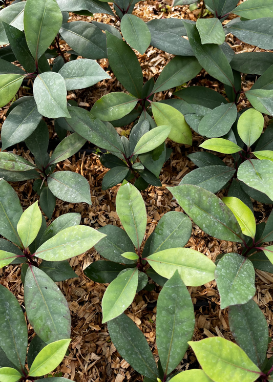 Hojas de Salat (Neea psychotrioides) - Tampa Home & Garden Store