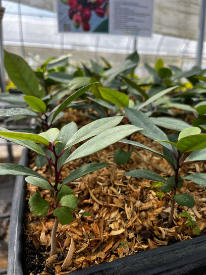 Hojas de Salat (Neea psychotrioides) - Tampa Home & Garden Store