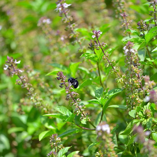 Tulsi Rama Ocimum sanctum herb by Sow Exotic with green leaves, purple stems and white flowers on Tampa Home & Garden Store