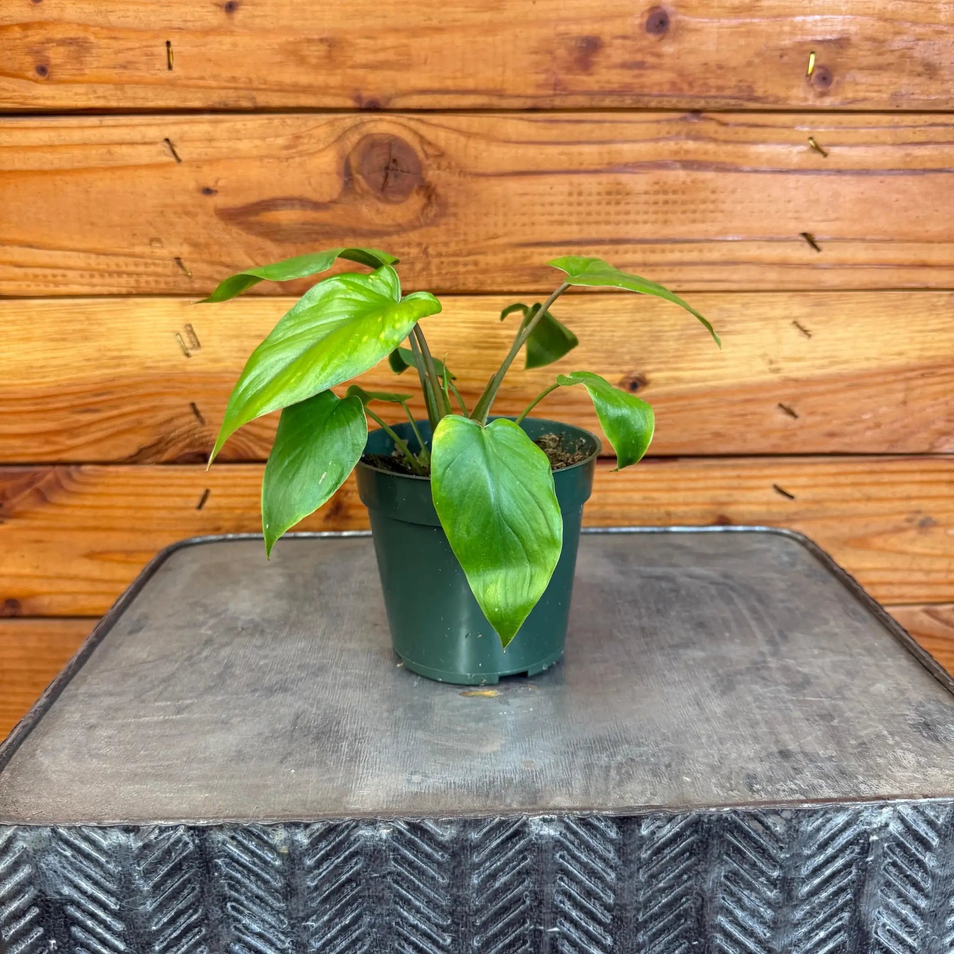 Homalomena Yellow Variegated, 4" Plant - Tampa Home & Garden Store