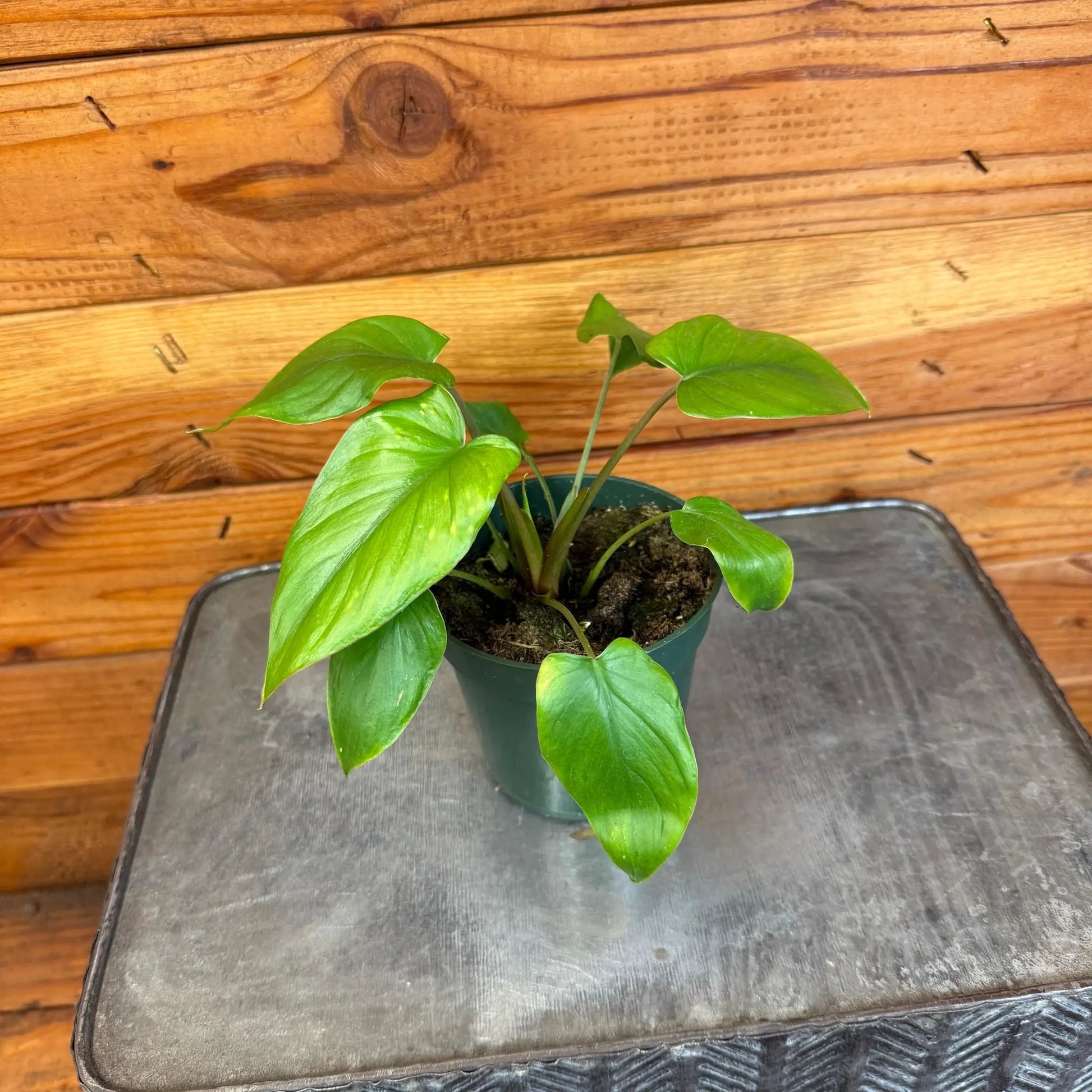 Homalomena Yellow Variegated, 4" Plant - Tampa Home & Garden Store