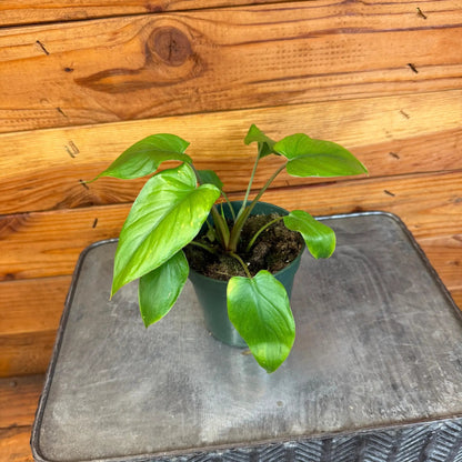 Homalomena Yellow Variegated, 4" Plant - Tampa Home & Garden Store