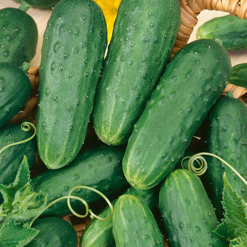 Homemade Pickles Cucumber Seeds (Organic) - Tampa Home & Garden Store