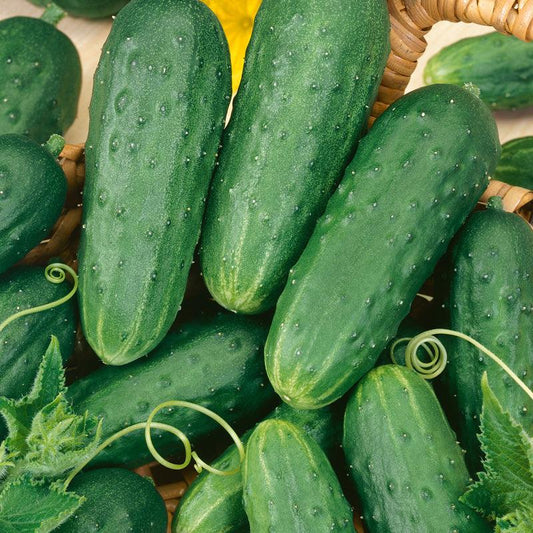 Homemade Pickles Cucumber Seeds (Organic) - Tampa Home & Garden Store