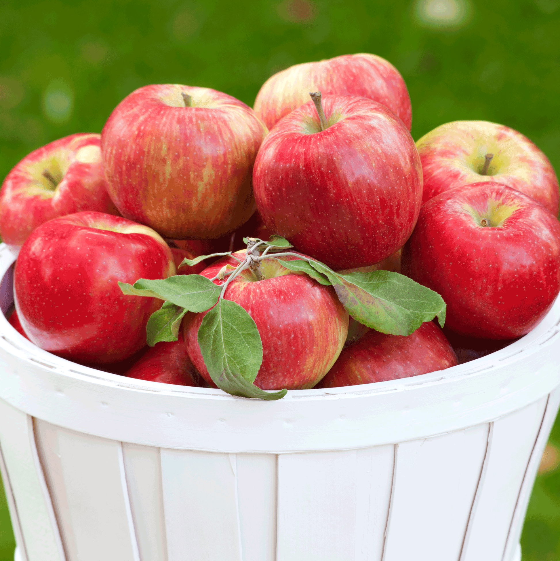 Honeycrisp Apple Tree apples in a white basket with green leaves and red-yellow skins on Tampa Home & Garden Store