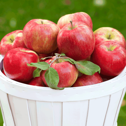 Honeycrisp Apple Tree apples in a white basket with green leaves and red-yellow skins on Tampa Home & Garden Store
