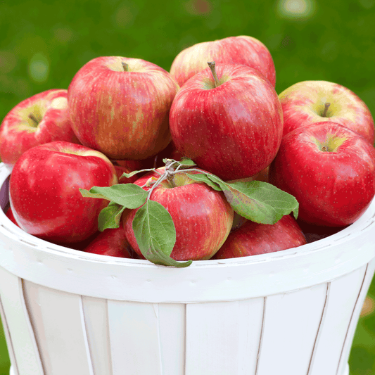 Honeycrisp Apple Tree apples in a white basket with green leaves and red-yellow skins on Tampa Home & Garden Store