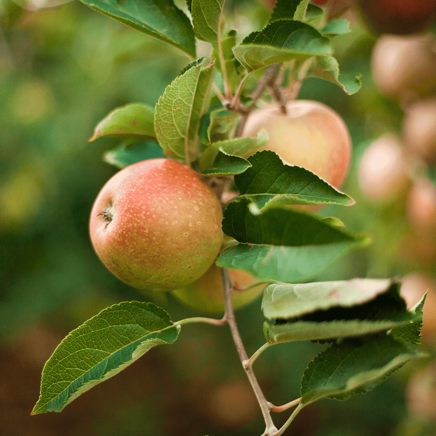 Honeycrisp Apple Tree plant showing several green apples and leaves from Live Good Logistics on Tampa Home & Garden Store