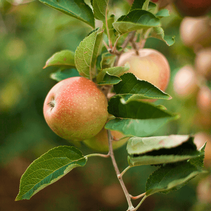 Honeycrisp Apple Tree plant showing several green apples and leaves from Live Good Logistics on Tampa Home & Garden Store
