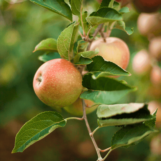 Honeycrisp Apple Tree plant showing several green apples and leaves from Live Good Logistics on Tampa Home & Garden Store