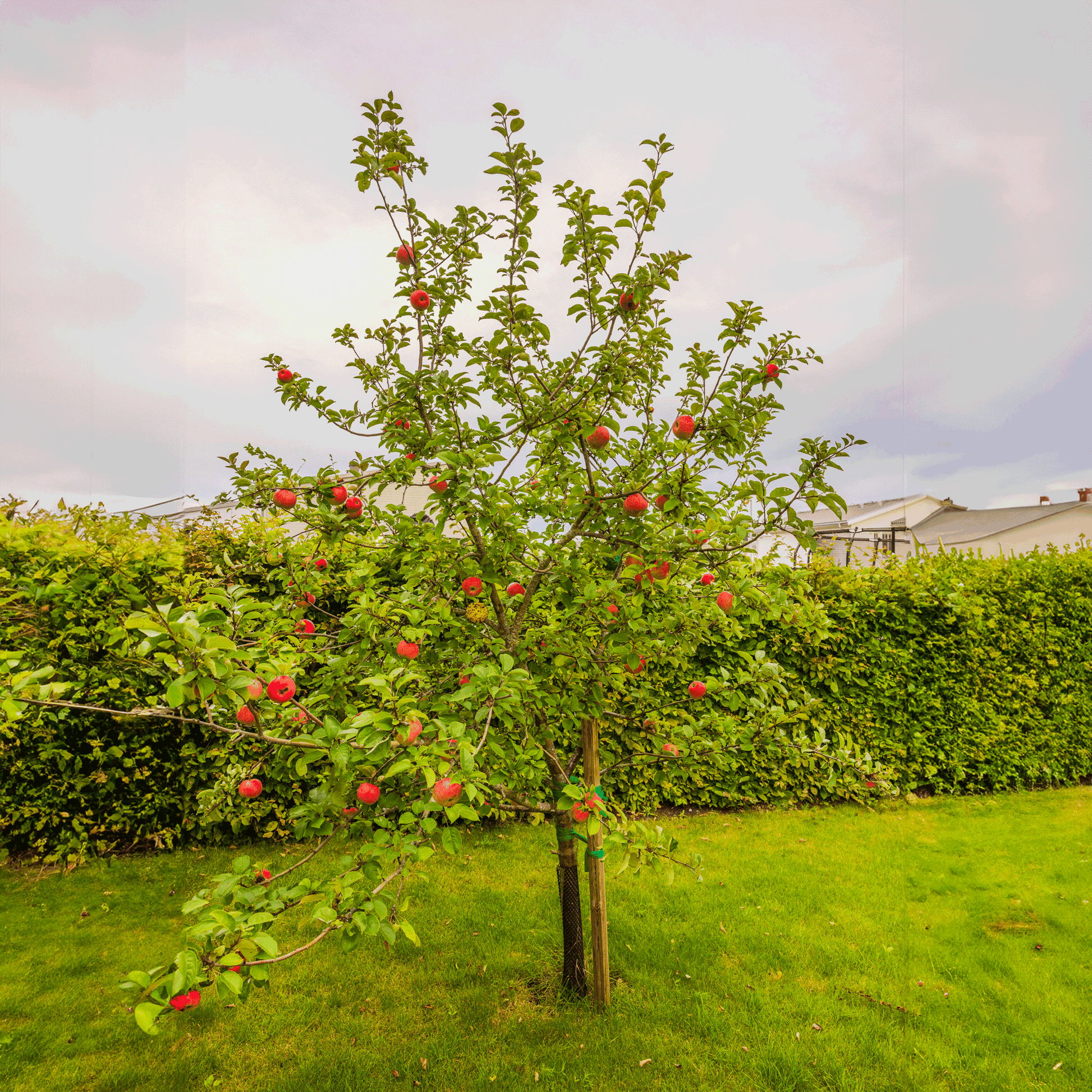 Honeycrisp™ Apple Tree plant with red fruit and green leaves in a yard on Tampa Home & Garden Store