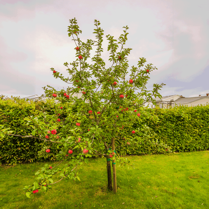 Honeycrisp™ Apple Tree plant with red fruit and green leaves in a yard on Tampa Home & Garden Store