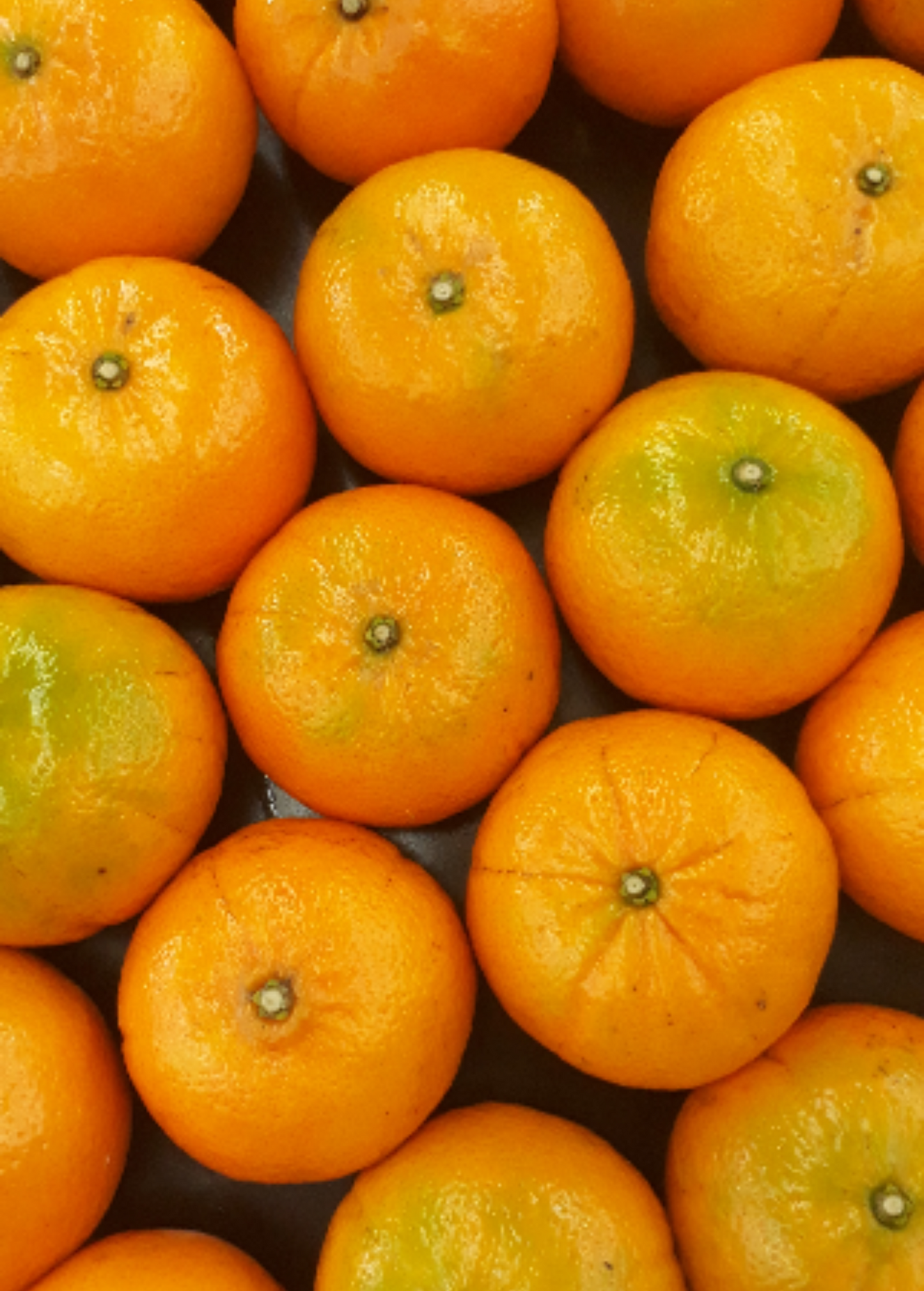 Murcott Tree (Citrus x nobilis)