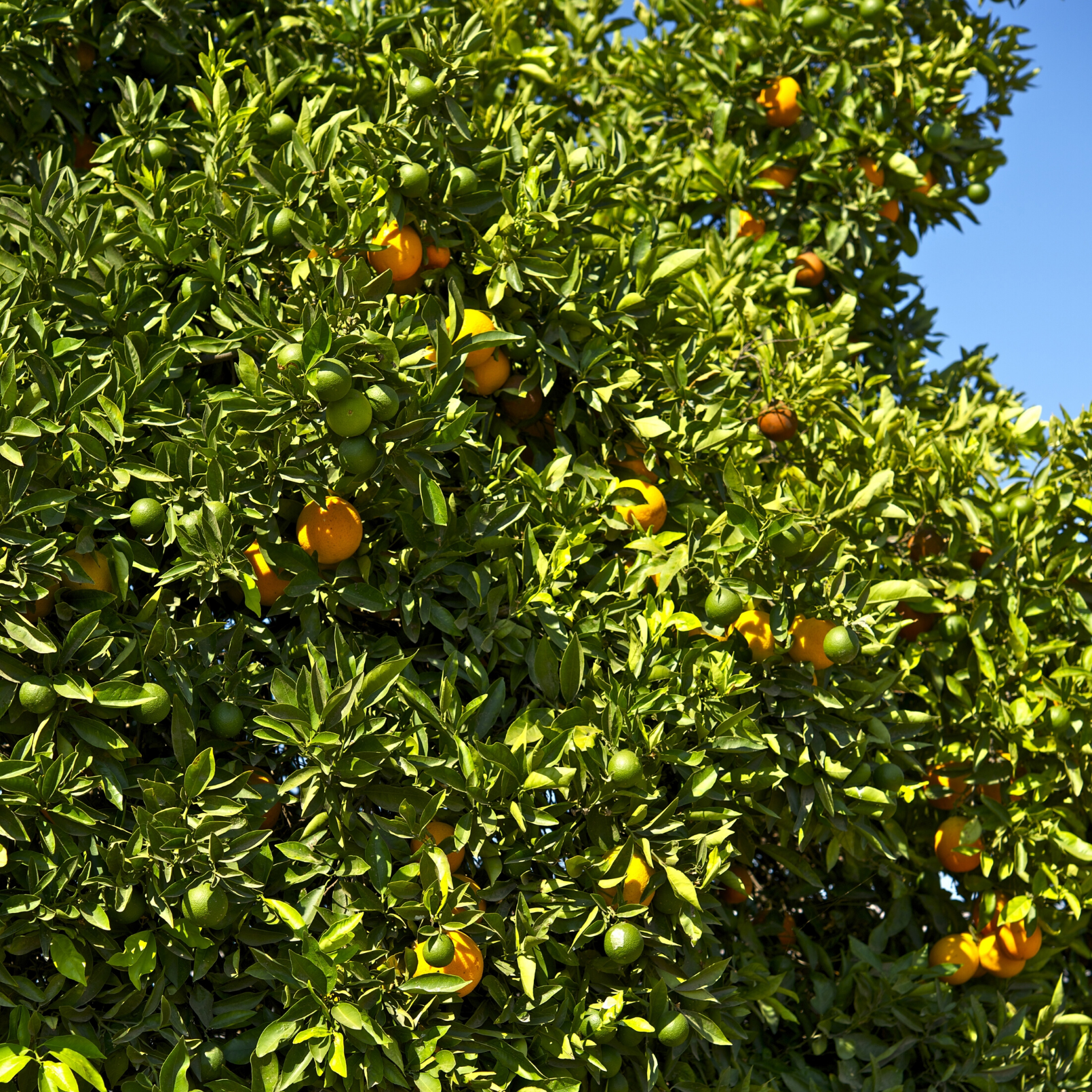 Honeybell Orange Tree (Citrus reticulata x C. paradise) - Tampa Home & Garden Store
