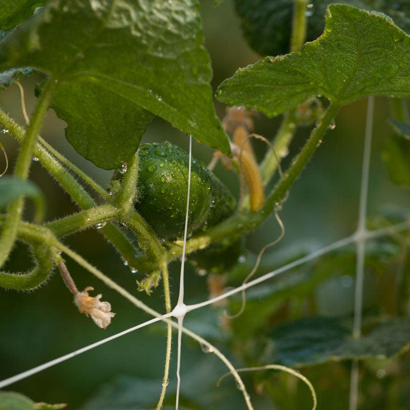 Hortonova Garden Trellis (4' x 3280' Roll) - Tampa Home & Garden Store