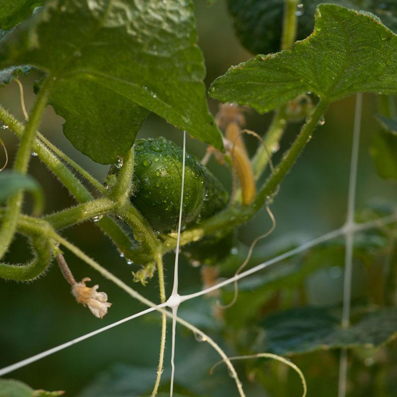 Hortonova Garden Trellis (6 1/2' x 3280' Roll) - Tampa Home & Garden Store