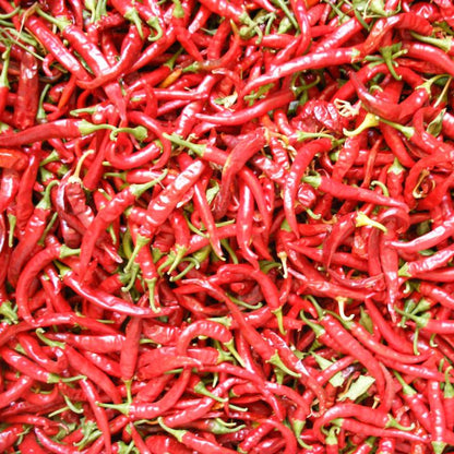 Hot Cayenne Slim Pepper Seeds (Organic) - Tampa Home & Garden Store