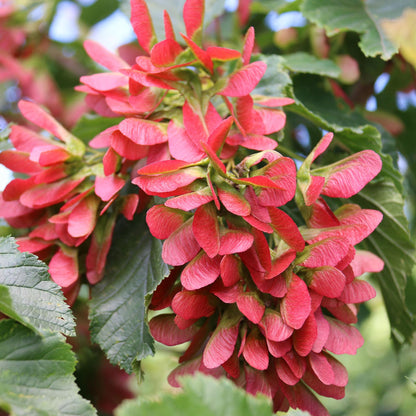 Hot Wings™ Tatarian Maple plant with vivid red foliage, outdoor ornamental shrub on Tampa Home & Garden Store
