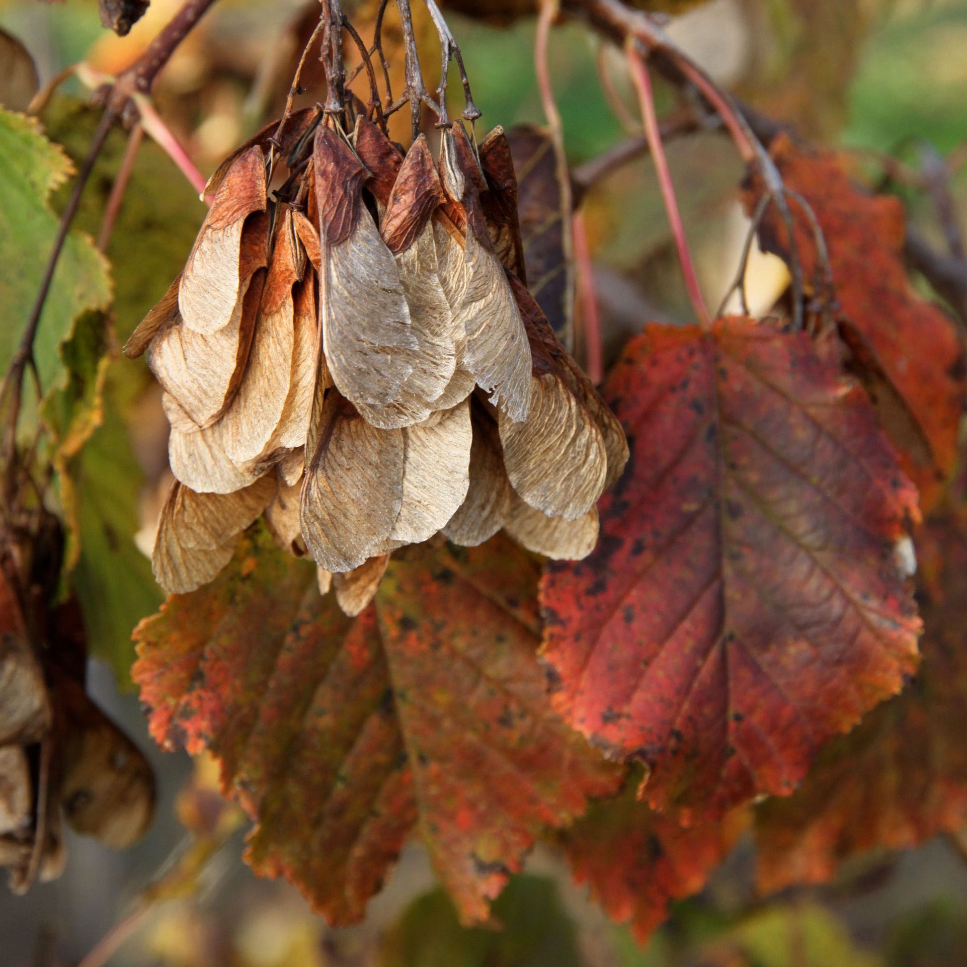 Hot Wings Tatarian Maple plant with dried samaras and autumn red leaves on Tampa Home & Garden Store