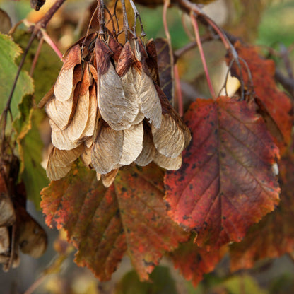 Hot Wings Tatarian Maple plant with dried samaras and autumn red leaves on Tampa Home & Garden Store