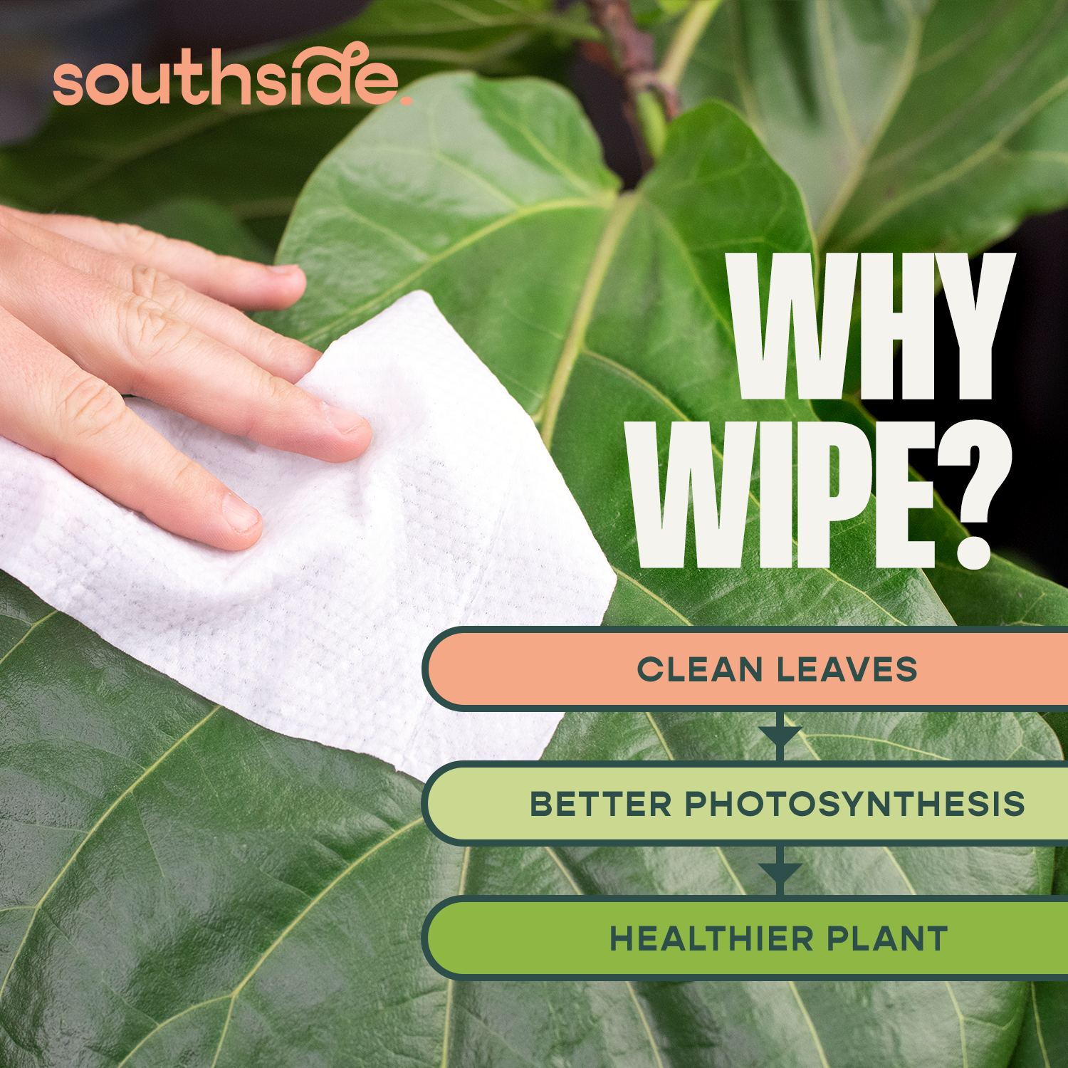 Houseplant Cleaning Wipes - Tampa Home & Garden Store