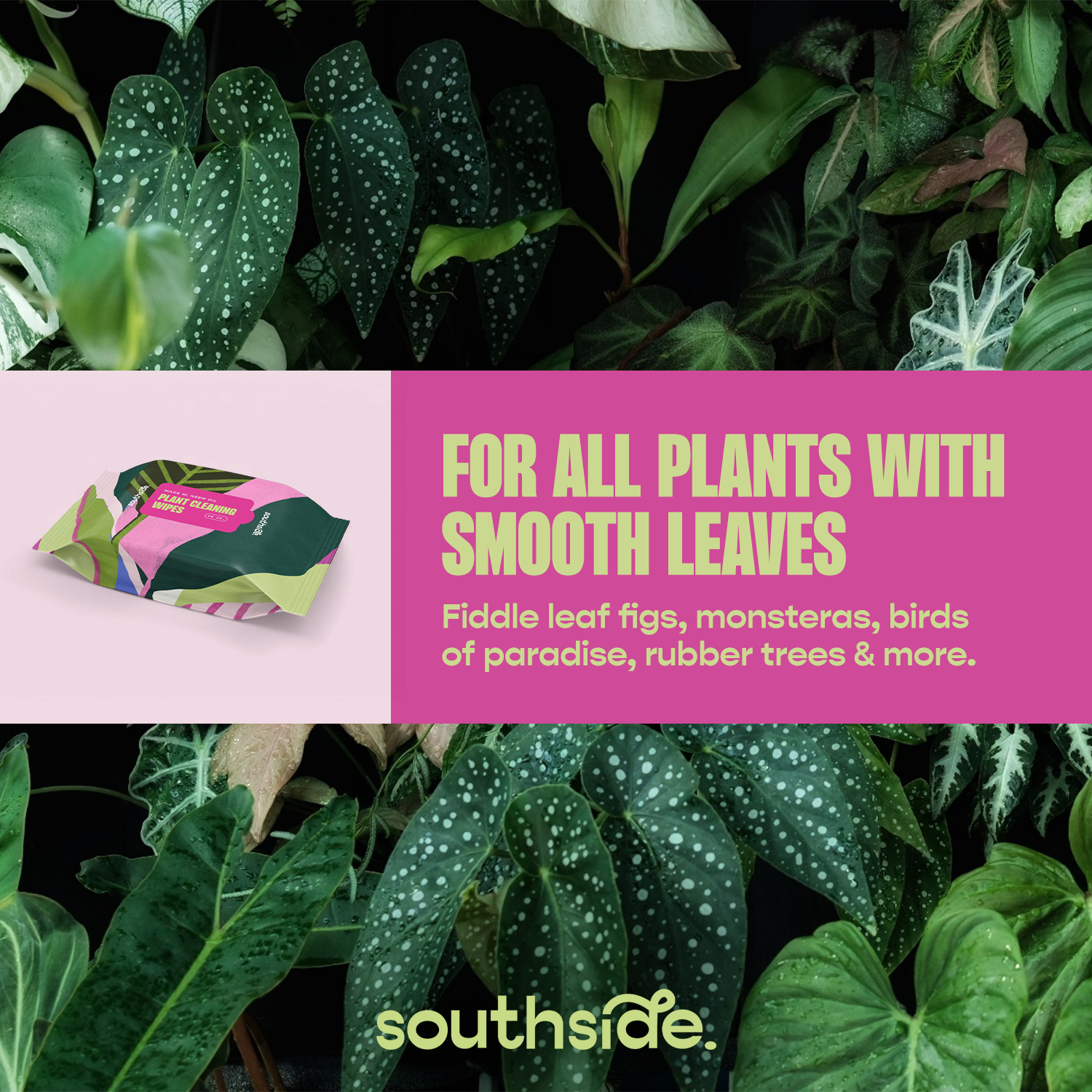 Houseplant Cleaning Wipes - Tampa Home & Garden Store