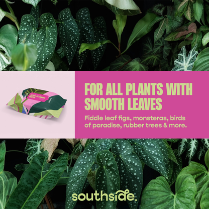 Houseplant Cleaning Wipes - Tampa Home & Garden Store